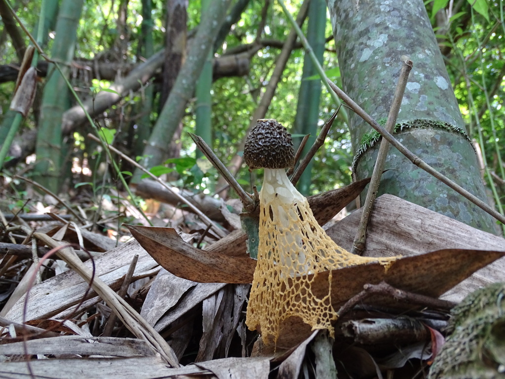 Phallus lutescens · May 2016 · photo: © leaf0605 (iNaturalist, cc0)