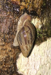 Drymaeus confluens