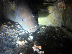 Epinephelus coioides