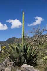 Agave marmorata