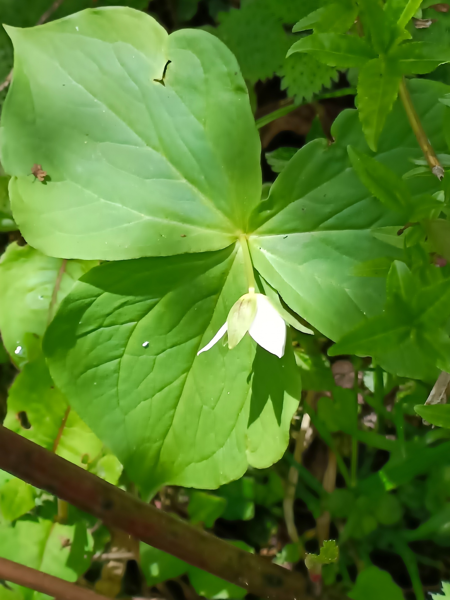 Trillium Tschonoskii Maxim.