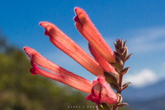 Lamourouxia rhinanthifolia