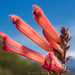 Lamourouxia rhinanthifolia - Photo (c) Rigel Nava, algunos derechos reservados (CC BY-NC), subido por Rigel Nava