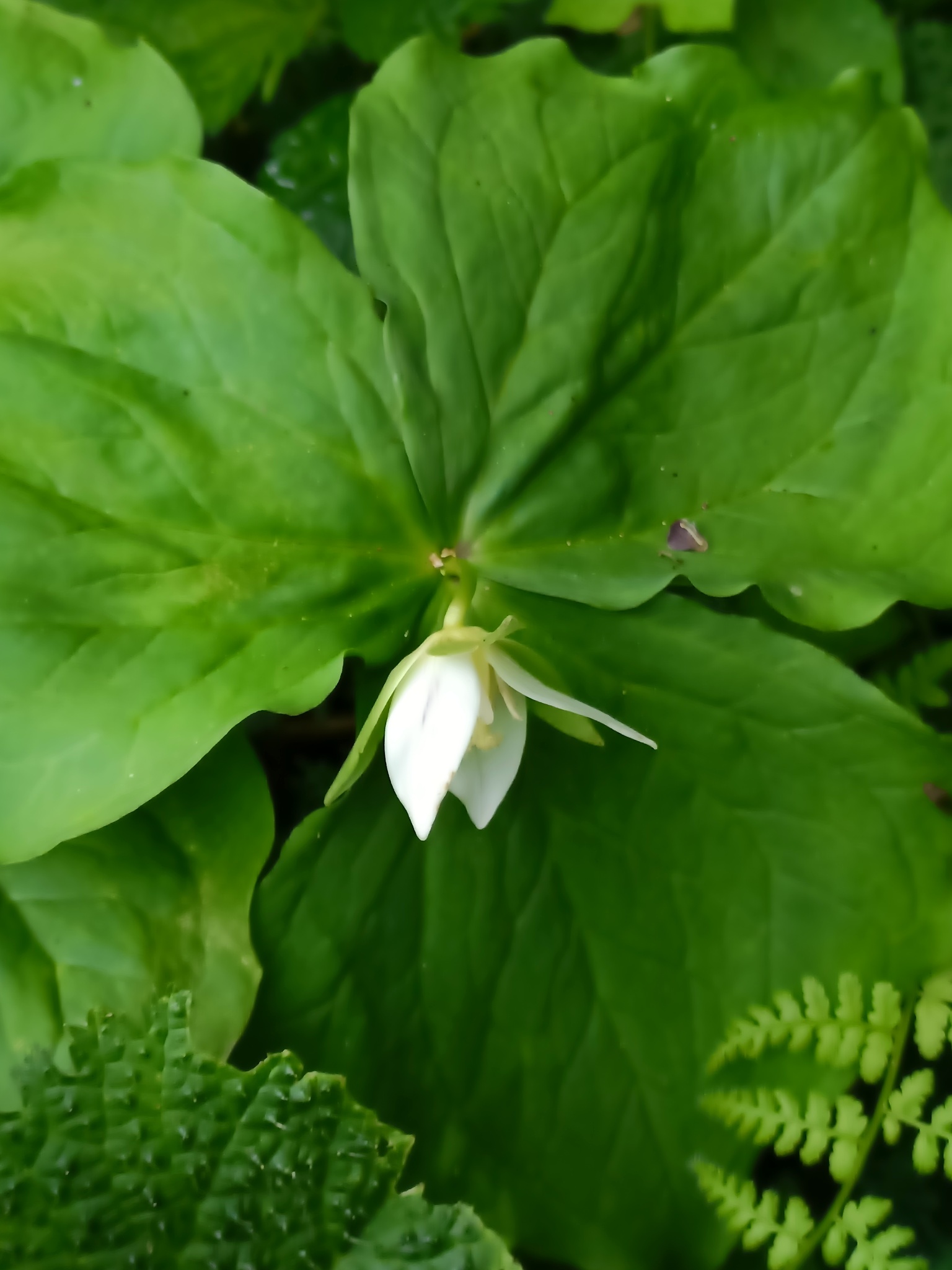 Trillium Tschonoskii Maxim.