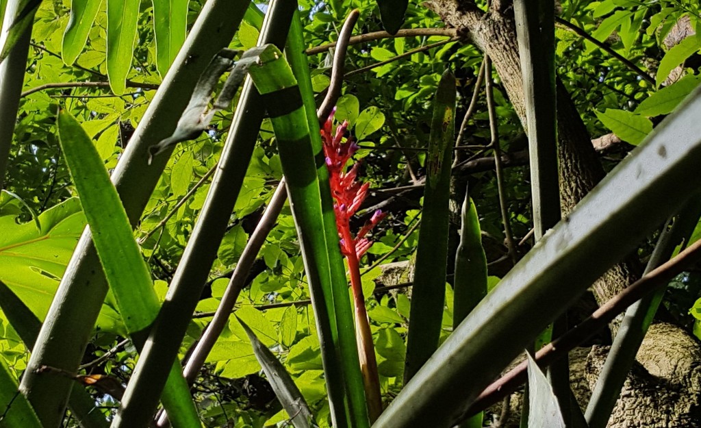 Aechmea distichantha, Guarapiranga, São Paulo - SP, Brasil
