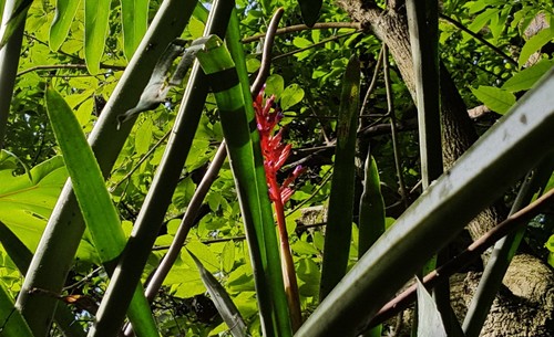 Aechmea distichantha