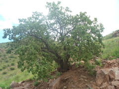 Quercus chihuahuensis
