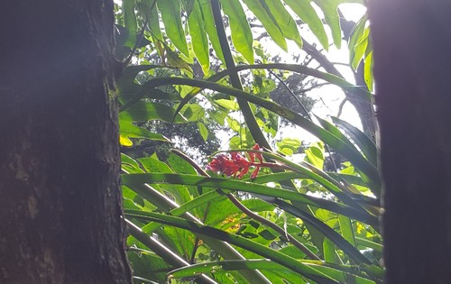 Aechmea distichantha