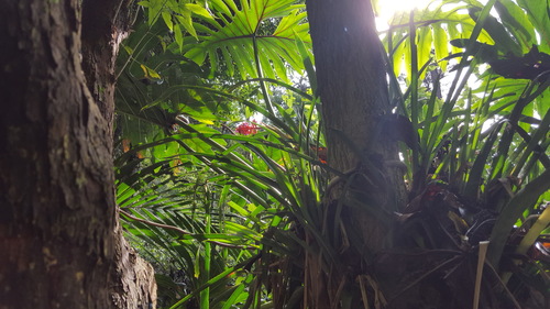 Aechmea distichantha
