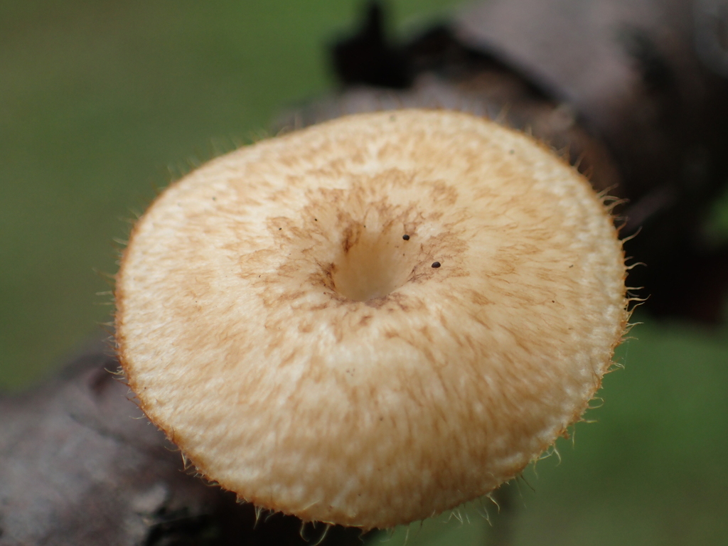 Lentinus arcularius · July 2015 · photo: © leaf0605 (iNaturalist, cc0)