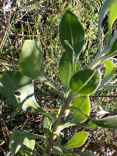 Image of Osteospermum junceum by no rights reserved