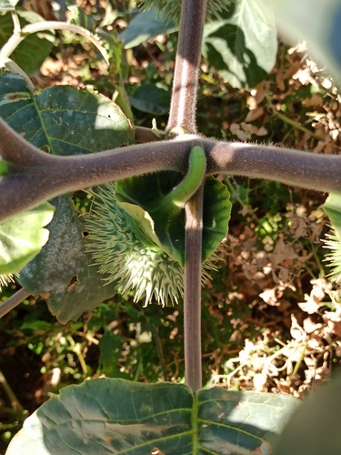 downy thorn-apple