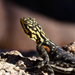 Typical Agamas - Photo (c) Russ Hoverman, some rights reserved (CC BY-NC), uploaded by Russ Hoverman