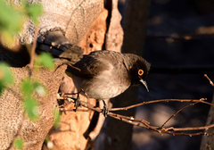 Pycnonotus nigricans