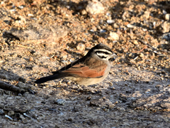 Emberiza capensis bradfieldi