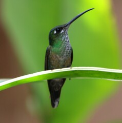 Violet-Chested Hummingbird photo 3