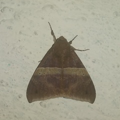 Ophisma