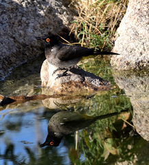 Pycnonotus nigricans