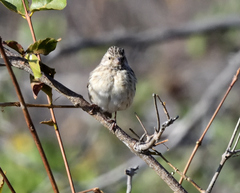 Crithagra atrogularis