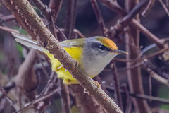 Phyllergates cucullatus