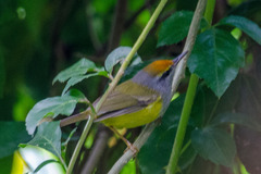 Phyllergates cucullatus