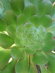 Aeonium urbicum image