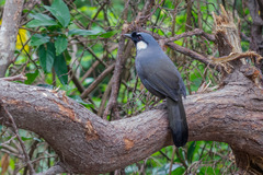 Pterorhinus chinensis