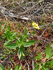 Tuberaria guttata image