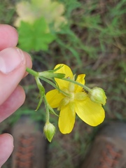 Ranunculus cortusifolius image