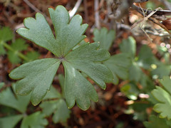 Azorella roughii
