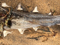 Thunnus
