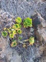 Aeonium smithii image