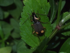 Chlaenius bioculatus