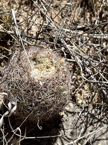 Sclerocactus intertextus