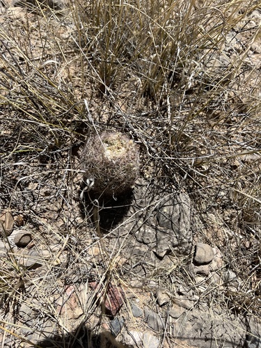 Sclerocactus intertextus