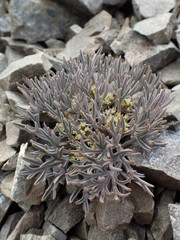 Lignocarpa carnosula