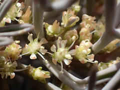 Lignocarpa carnosula