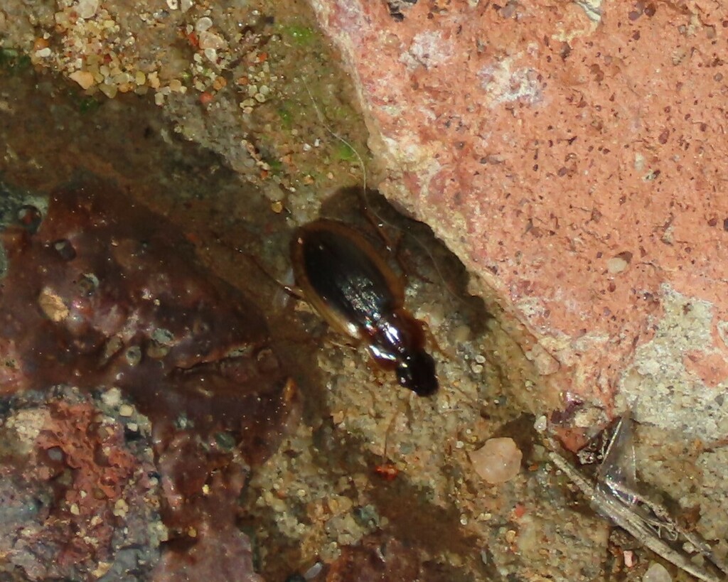 Geobaenus