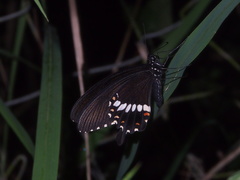 Papilio polytes cyrus