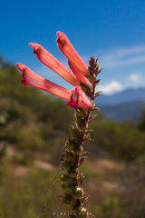 Lamourouxia rhinanthifolia