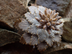 Notothlaspi rosulatum