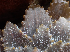 Notothlaspi rosulatum