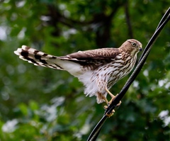 Buteo jamaicensis