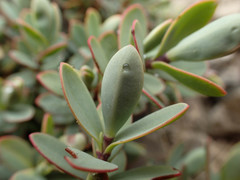 Veronica pinguifolia