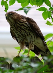 Buteo jamaicensis