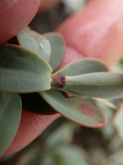Veronica pinguifolia