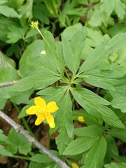 Anemone ranunculoides, photograph Vladimir Atachkin, CC BY, iNaturalist via GBIF
