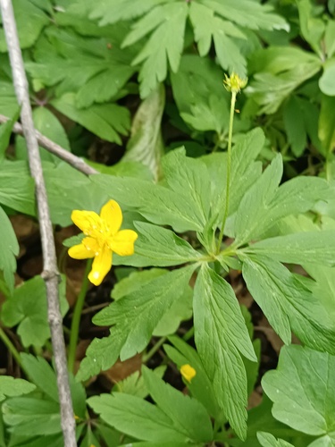Anemone ranunculoides, photograph 5