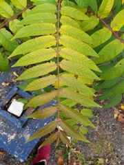 Ailanthus altissima