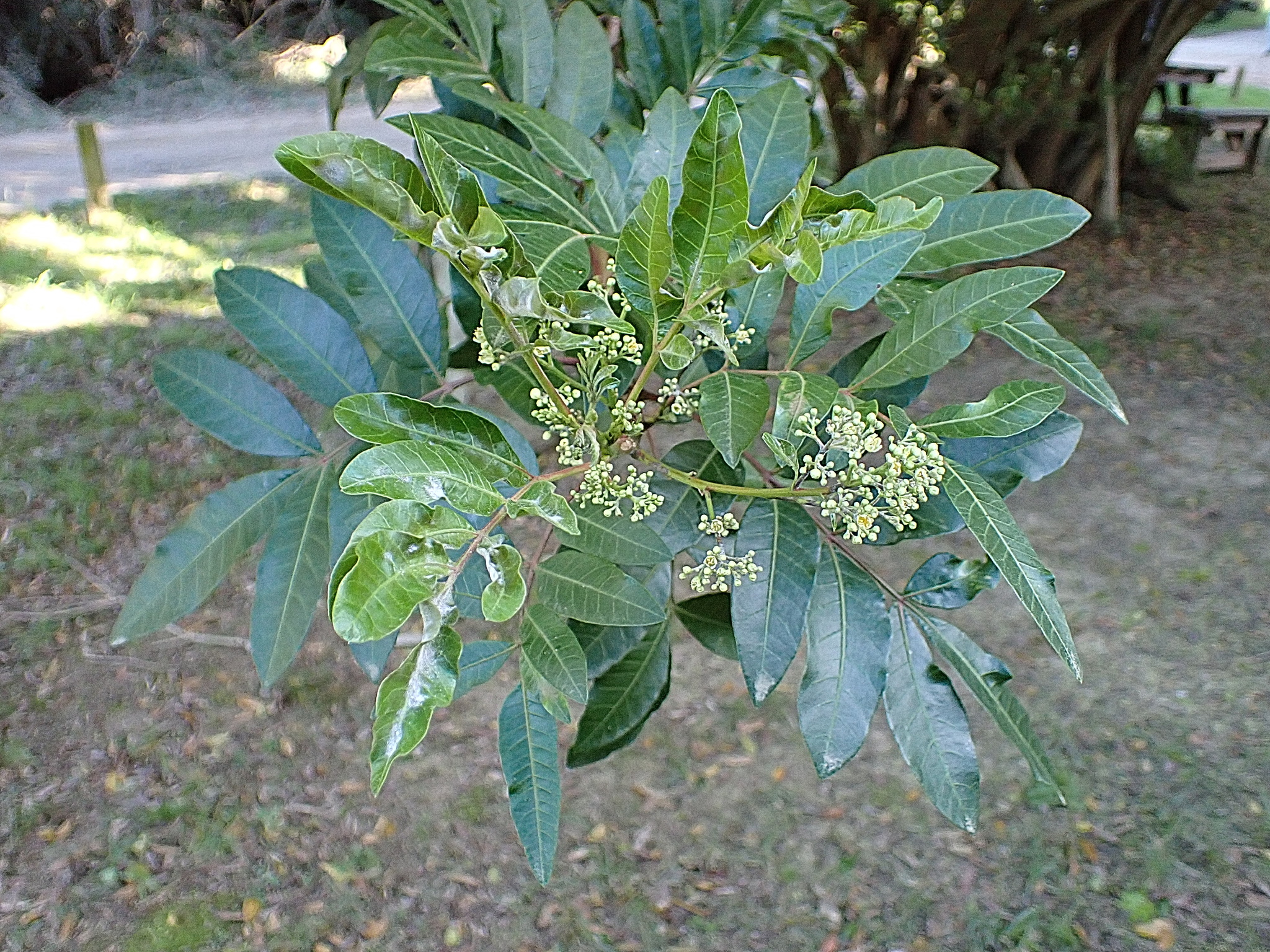 Schinus terebinthifolia — photo 3